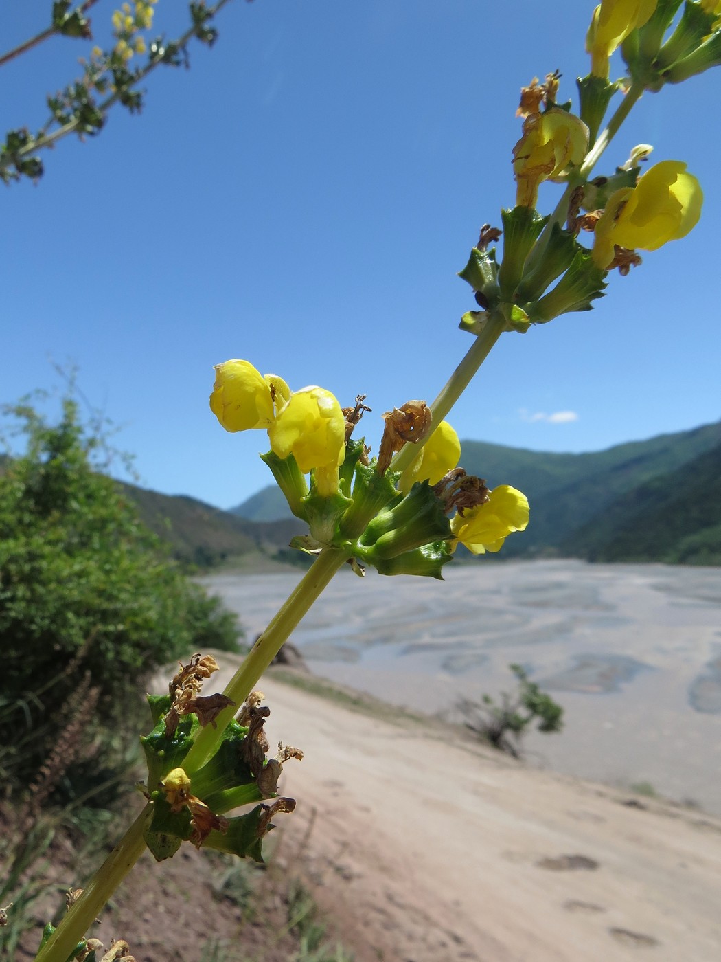 Image of Phlomoides tadschikistanica specimen.