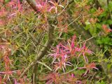 Rhododendron stenopetalum. Часть ветви с соцветиями ('Linearifolium'). Австрия, г. Вена, альпинарий при Бельведере. 28.04.2008.