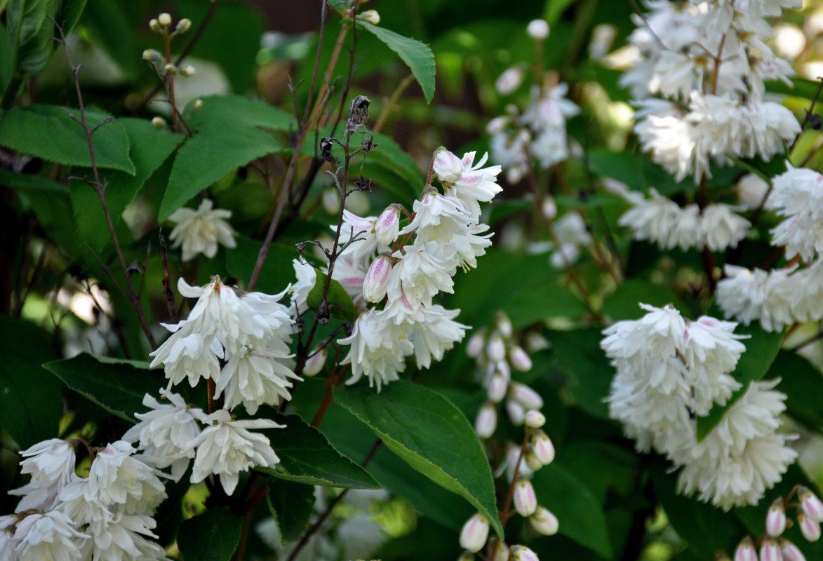 Image of Deutzia scabra specimen.