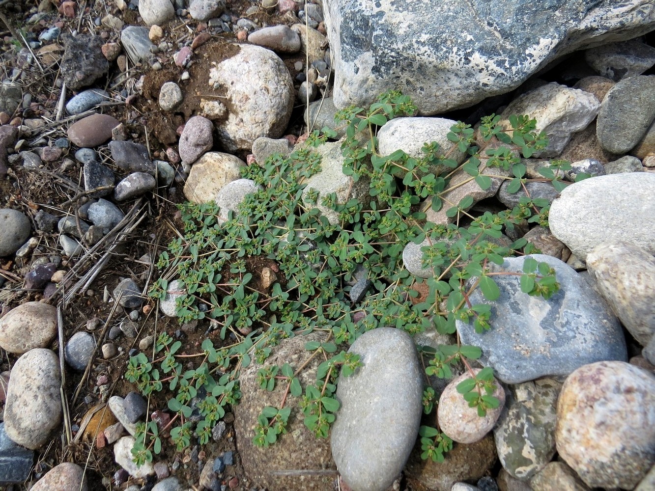 Изображение особи Euphorbia humifusa.