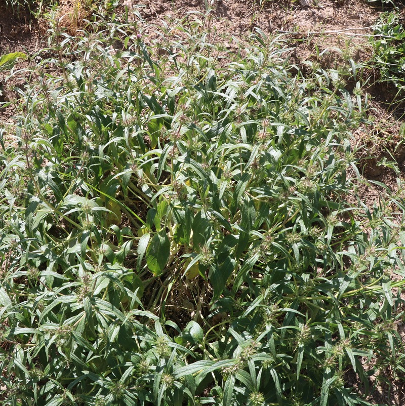 Image of Phlomis pungens specimen.