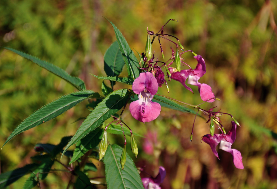 Изображение особи Impatiens glandulifera.