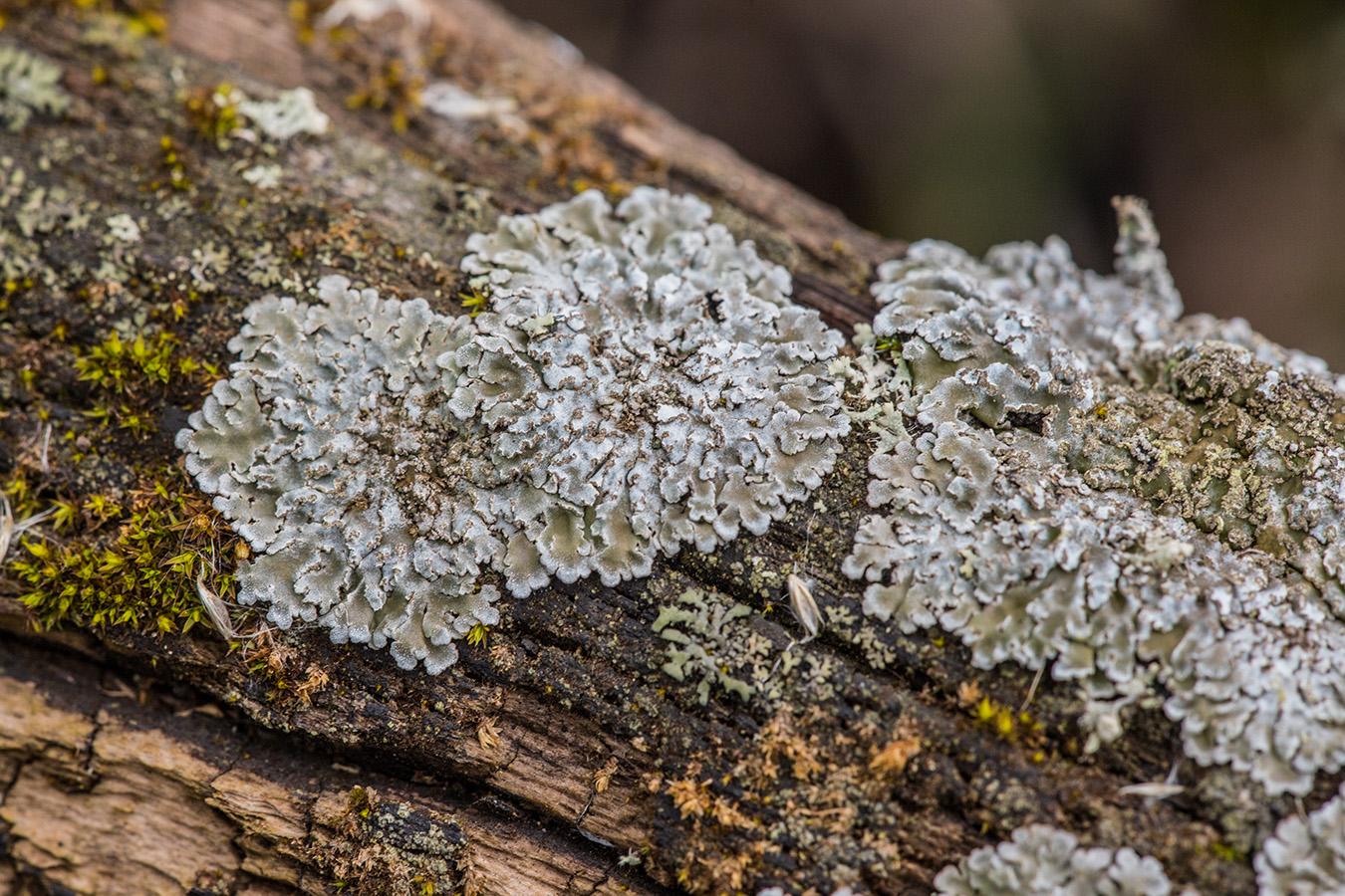 Image of Physconia detersa specimen.