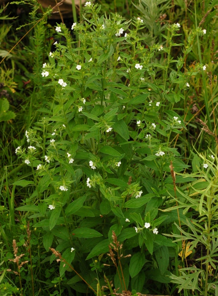 Изображение особи Lithospermum erythrorhizon.