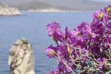 Rhododendron mucronulatum