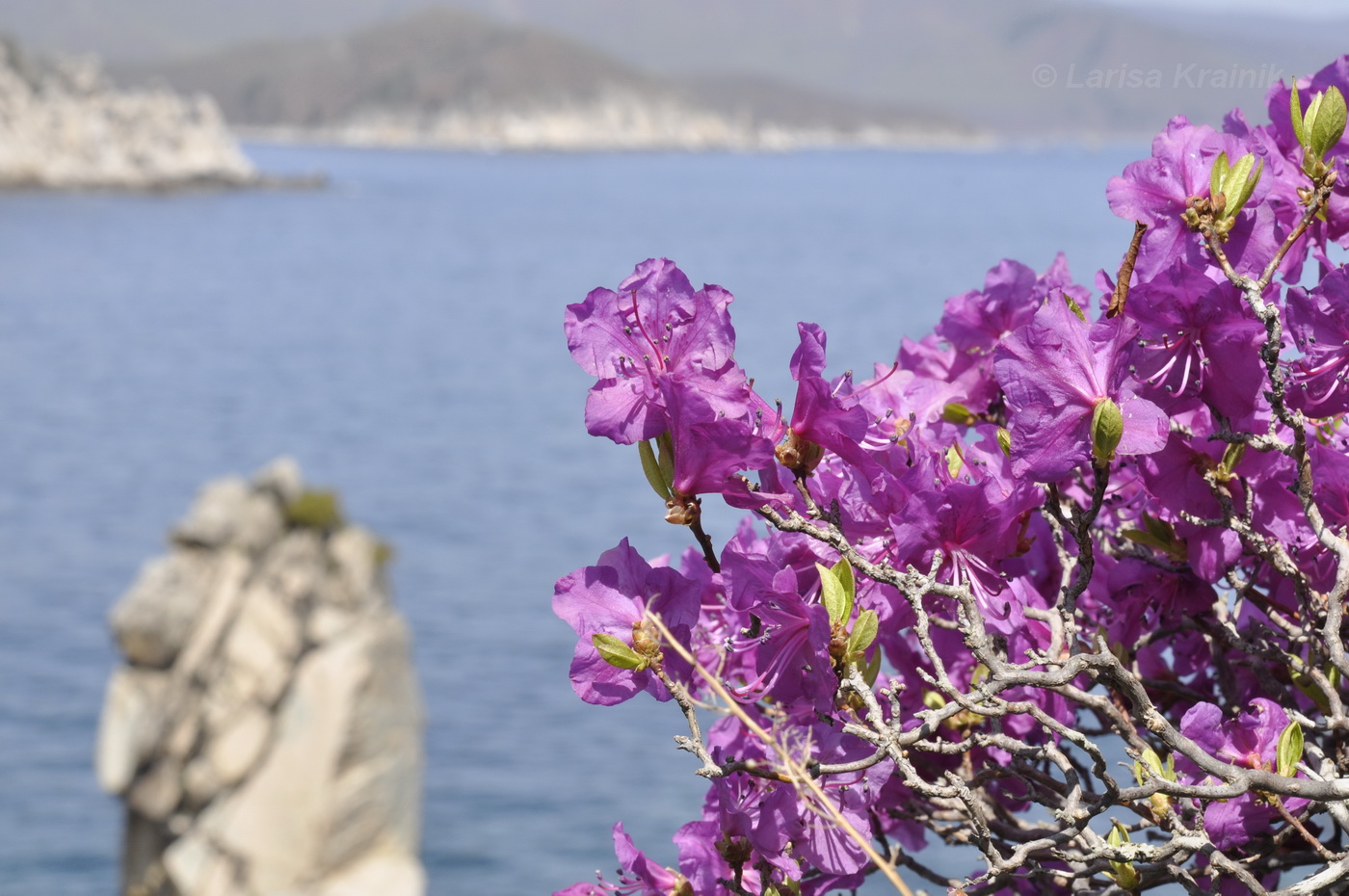 Image of Rhododendron mucronulatum specimen.