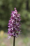 Image of taxon representative. Author is Павел Евсеенков