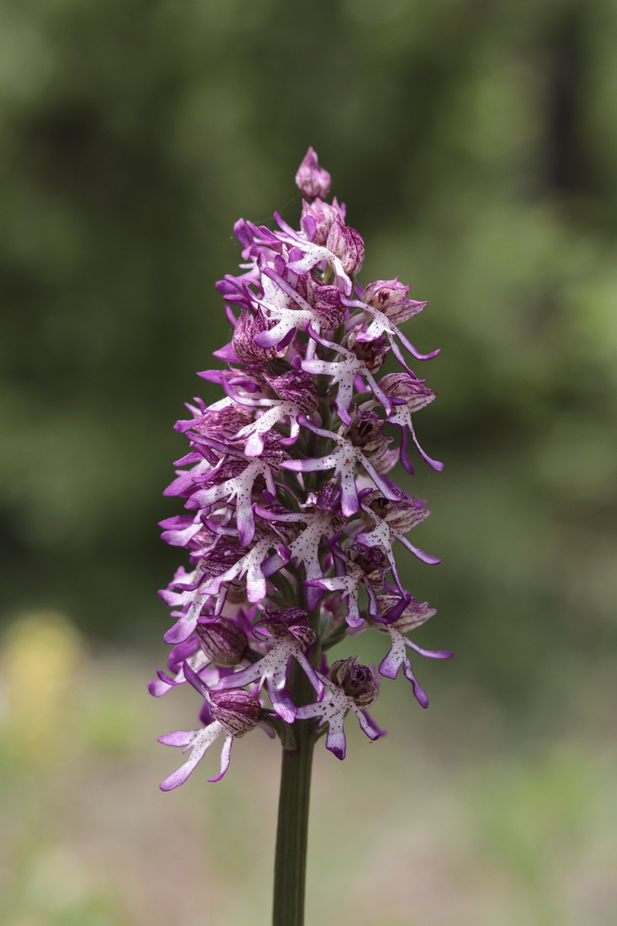 Изображение особи Orchis &times; angusticruris.