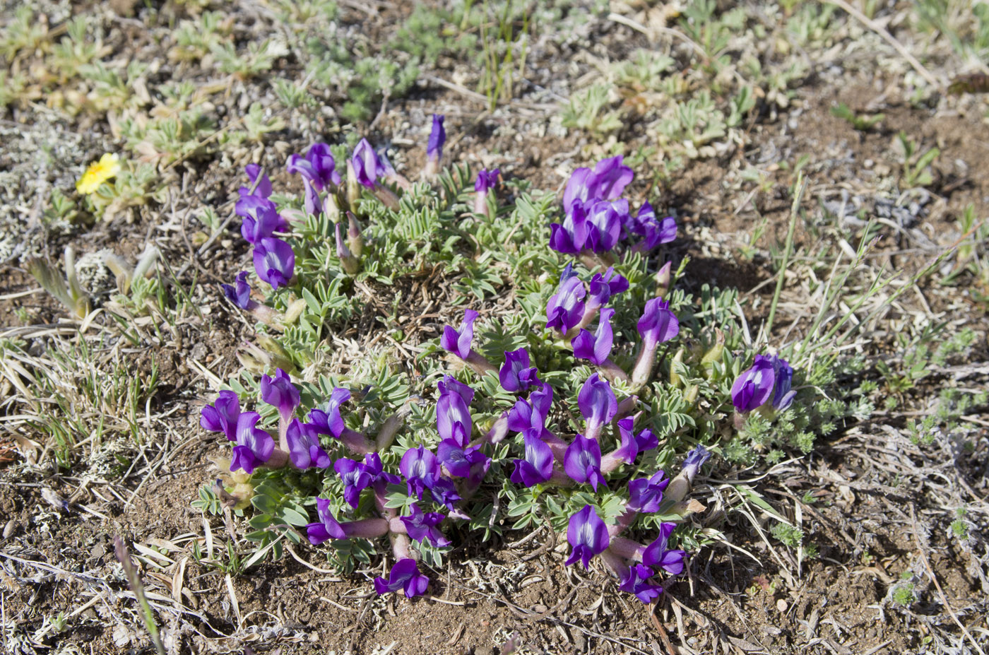 Изображение особи Oxytropis intermedia.