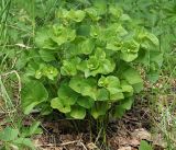 Viola mirabilis. Плодоносящее растение. Ульяновская обл., г. Димитровград, окр. пос. Торфболото, пойма р. Бол. Черемшан, опушка широколиственного леса. 29.05.2021.