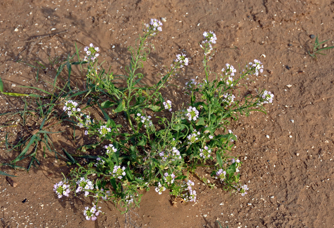 Image of Neotorularia contortuplicata specimen.