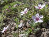 Linum tenuifolium