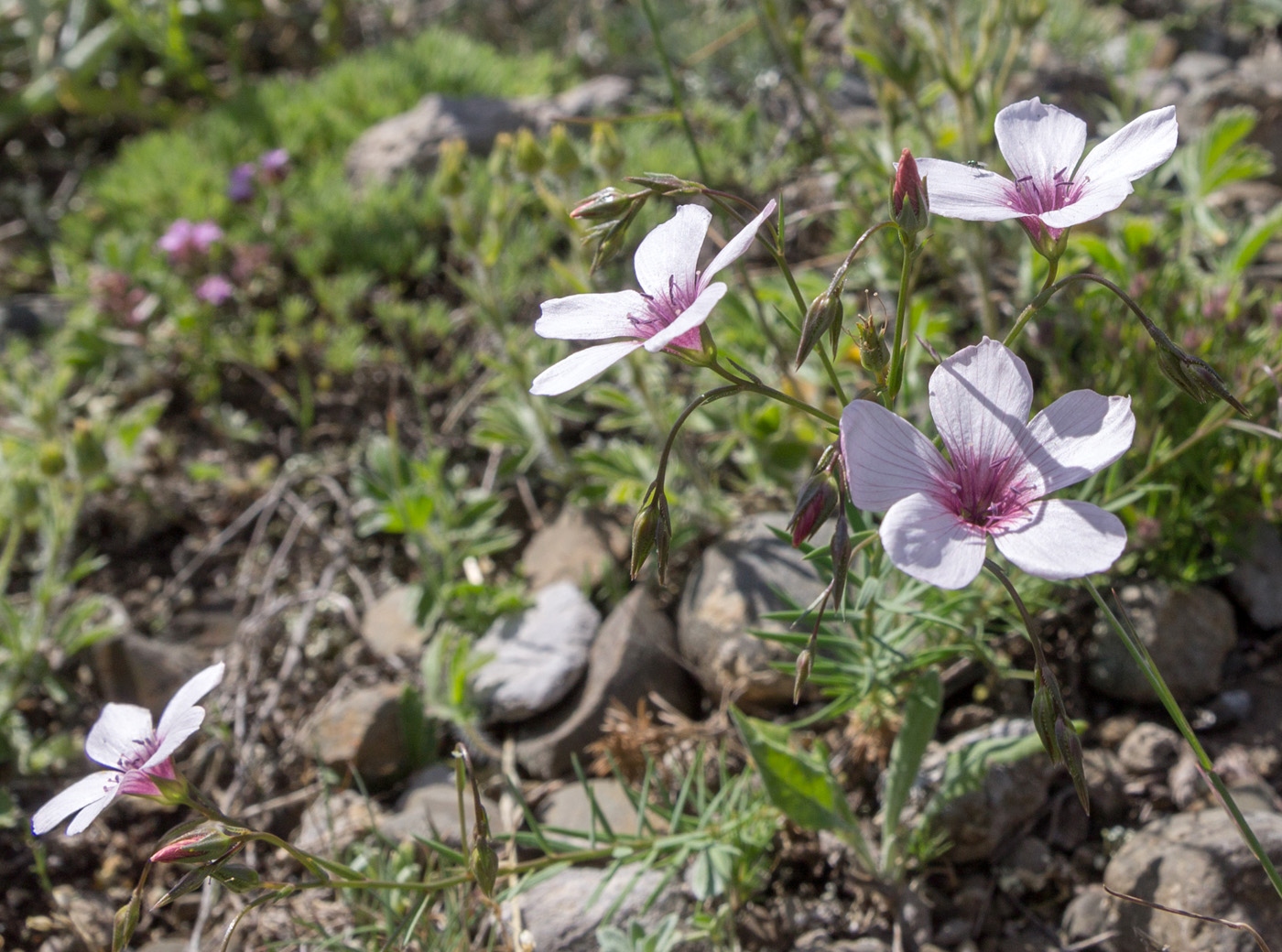 Image of Linum tenuifolium specimen.