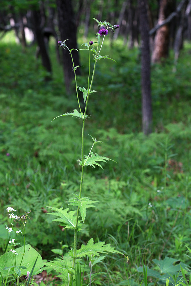 Изображение особи Cirsium schantarense.