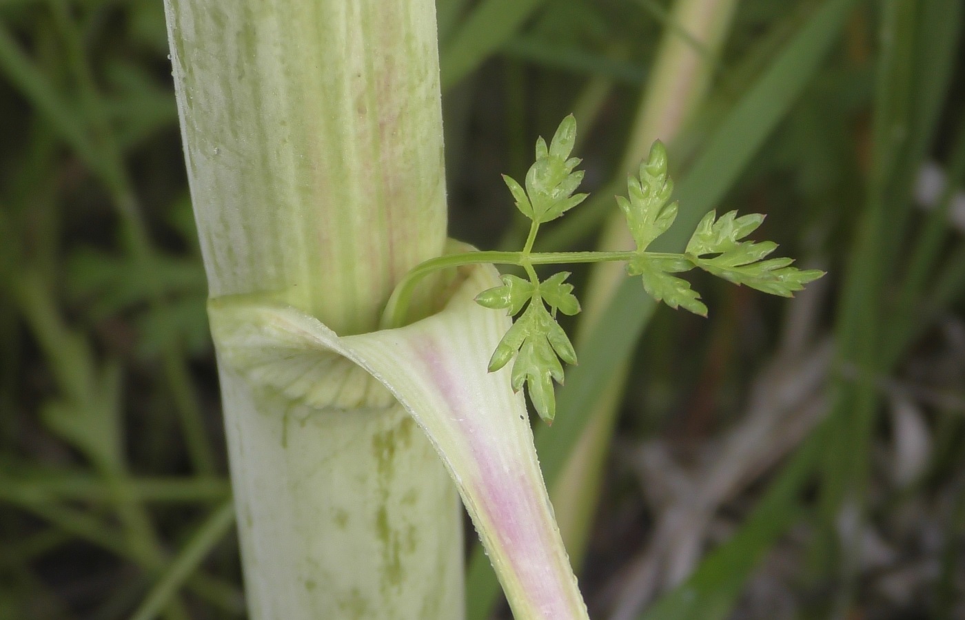 Изображение особи Xanthoselinum alsaticum.