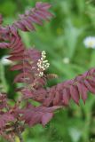 Sorbaria sorbifolia