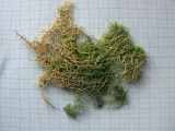 Sphagnum girgensohnii