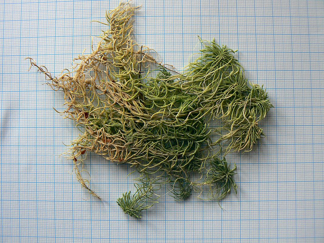 Изображение особи Sphagnum girgensohnii.