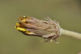 Taraxacum serotinum. Верхушка побега с отцветшим соцветием. Крым, Симферопольский р-н, окр. с. Урожайное, р-н дачного посёлка, нарушенная степь. 22.08.2021.