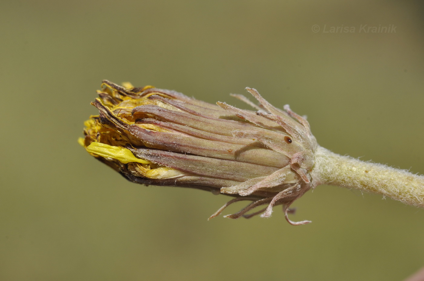 Изображение особи Taraxacum serotinum.