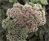 Hylotelephium spectabile