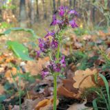 Betonica officinalis