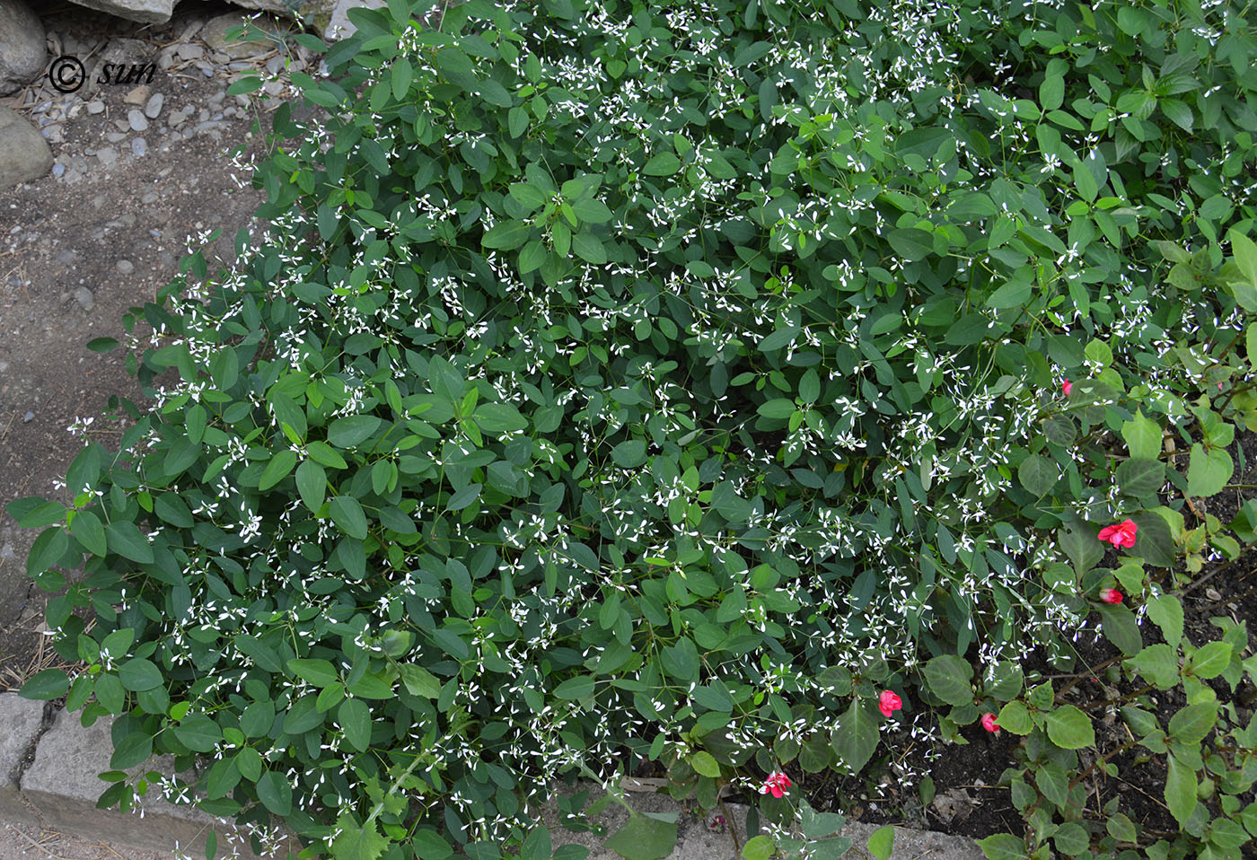 Изображение особи Euphorbia graminea.