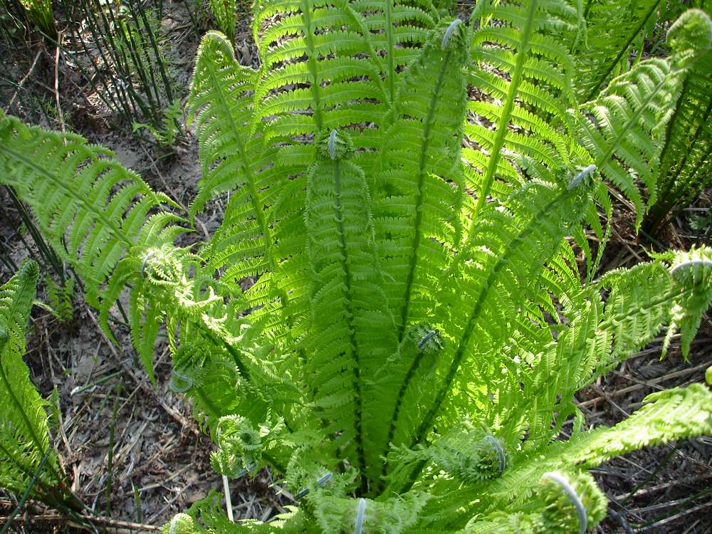 Image of Matteuccia struthiopteris specimen.