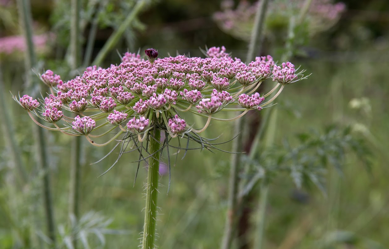 Изображение особи Daucus carota.