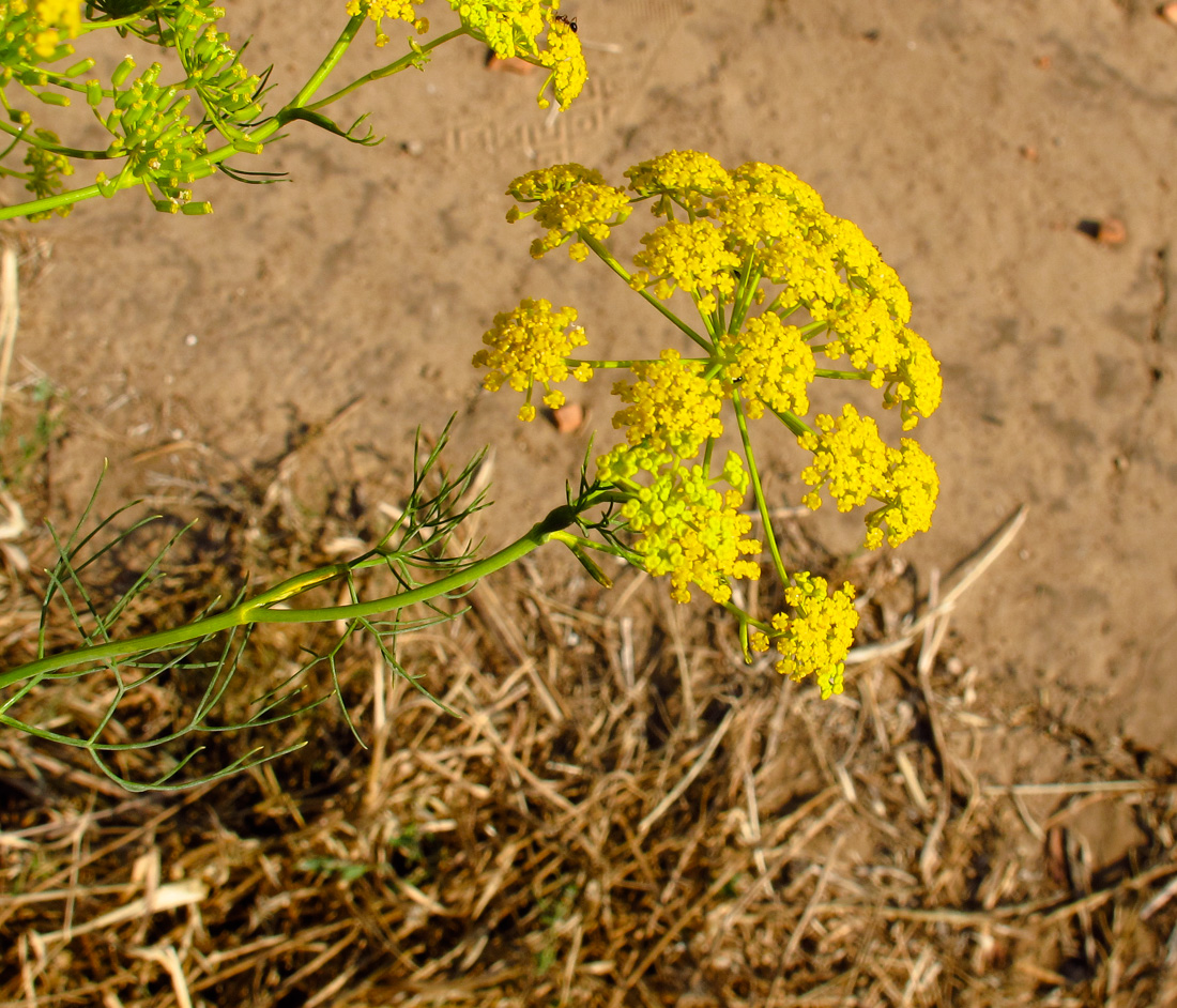 Image of Ridolfia segetum specimen.