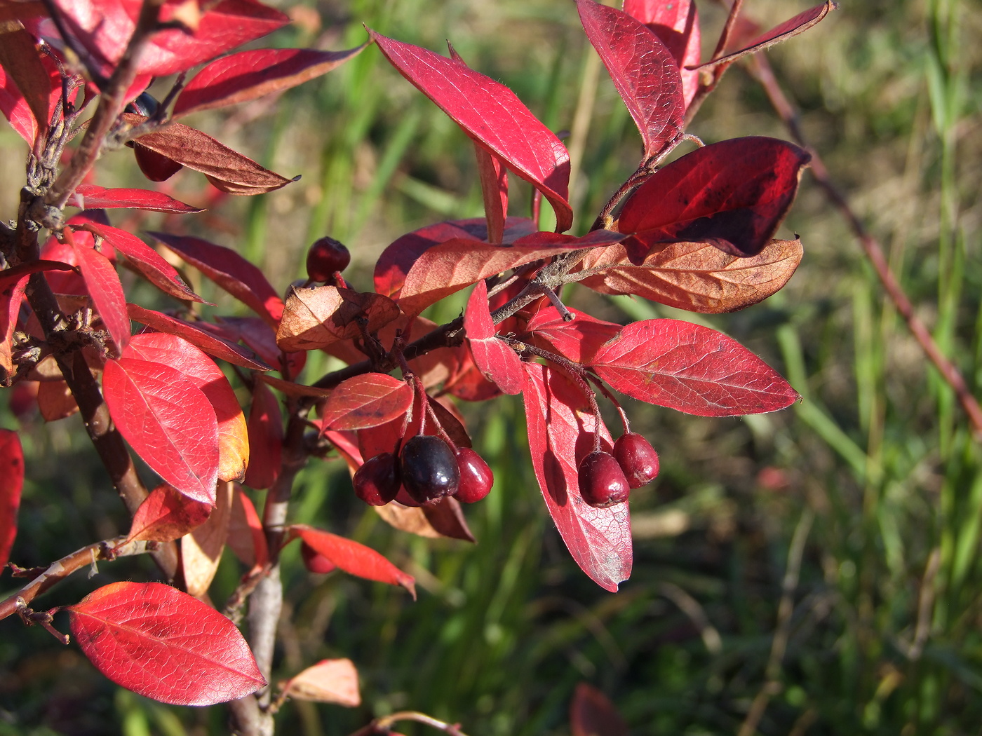 Image of Cotoneaster lucidus specimen.