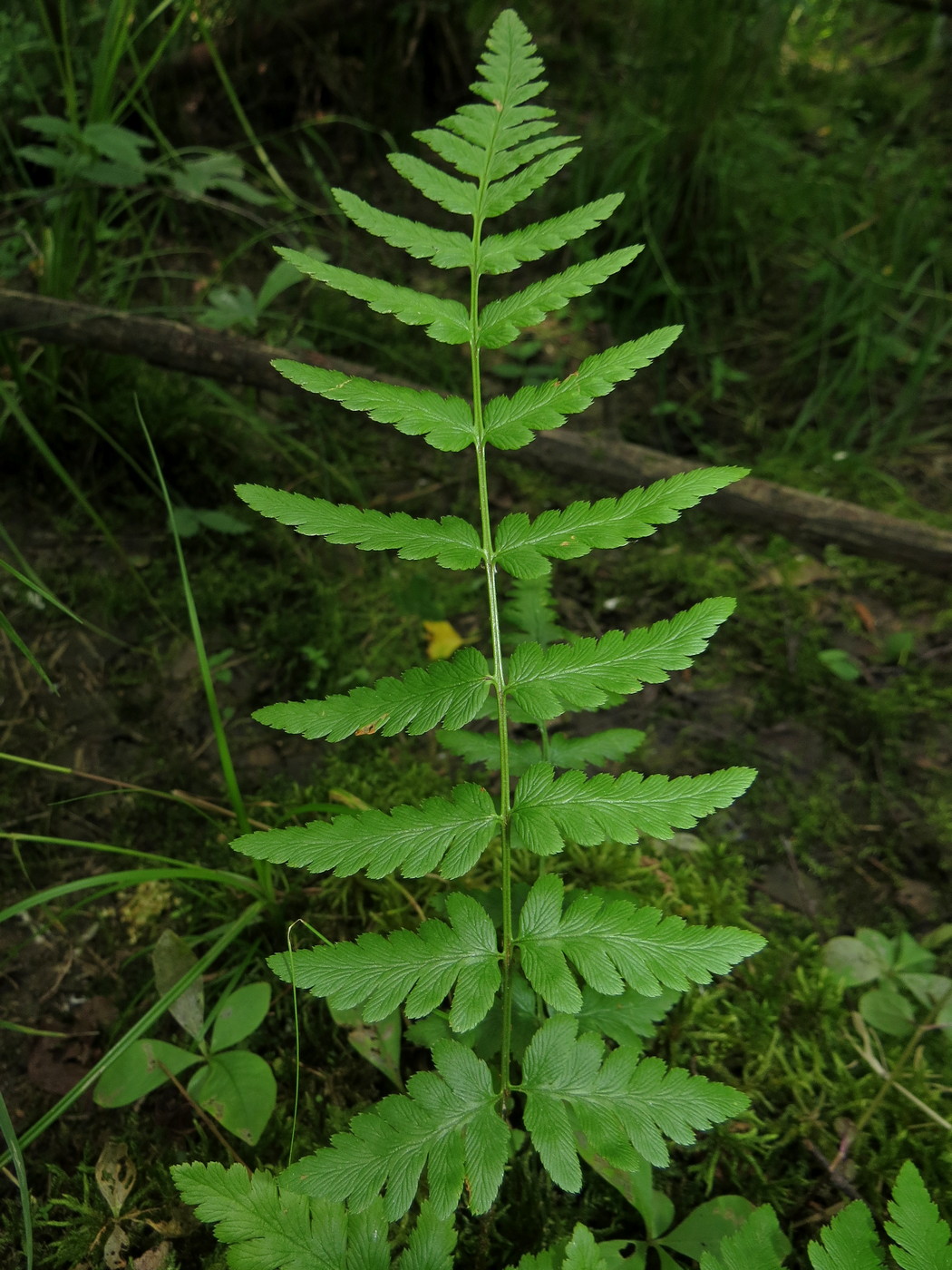 Изображение особи Dryopteris cristata.