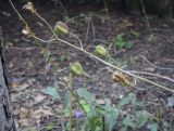 Lilium pilosiusculum. Верхушка плодоносящего побега. Москва, Аптекарский огород, теневой сад, в культуре. 03.09.2021.