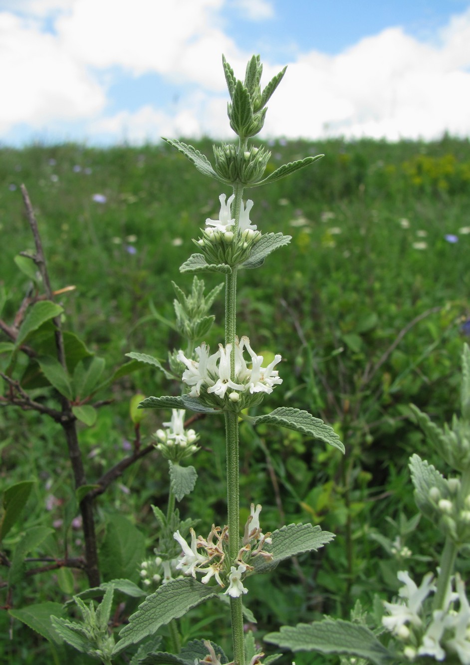 Image of Marrubium peregrinum specimen.