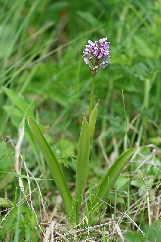 Изображение особи Orchis militaris.