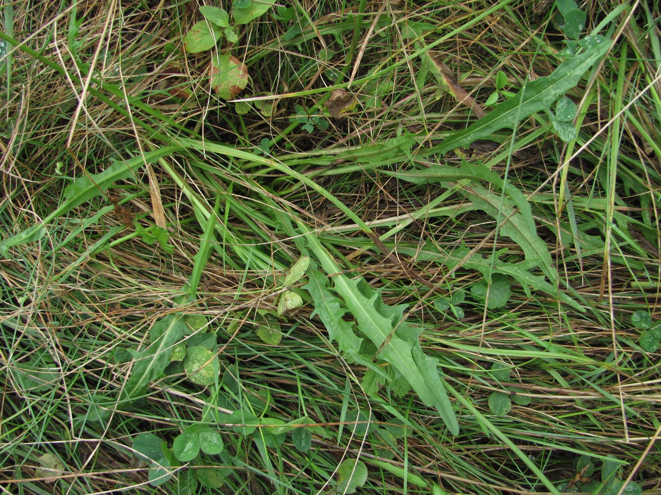 Image of Scorzoneroides autumnalis specimen.