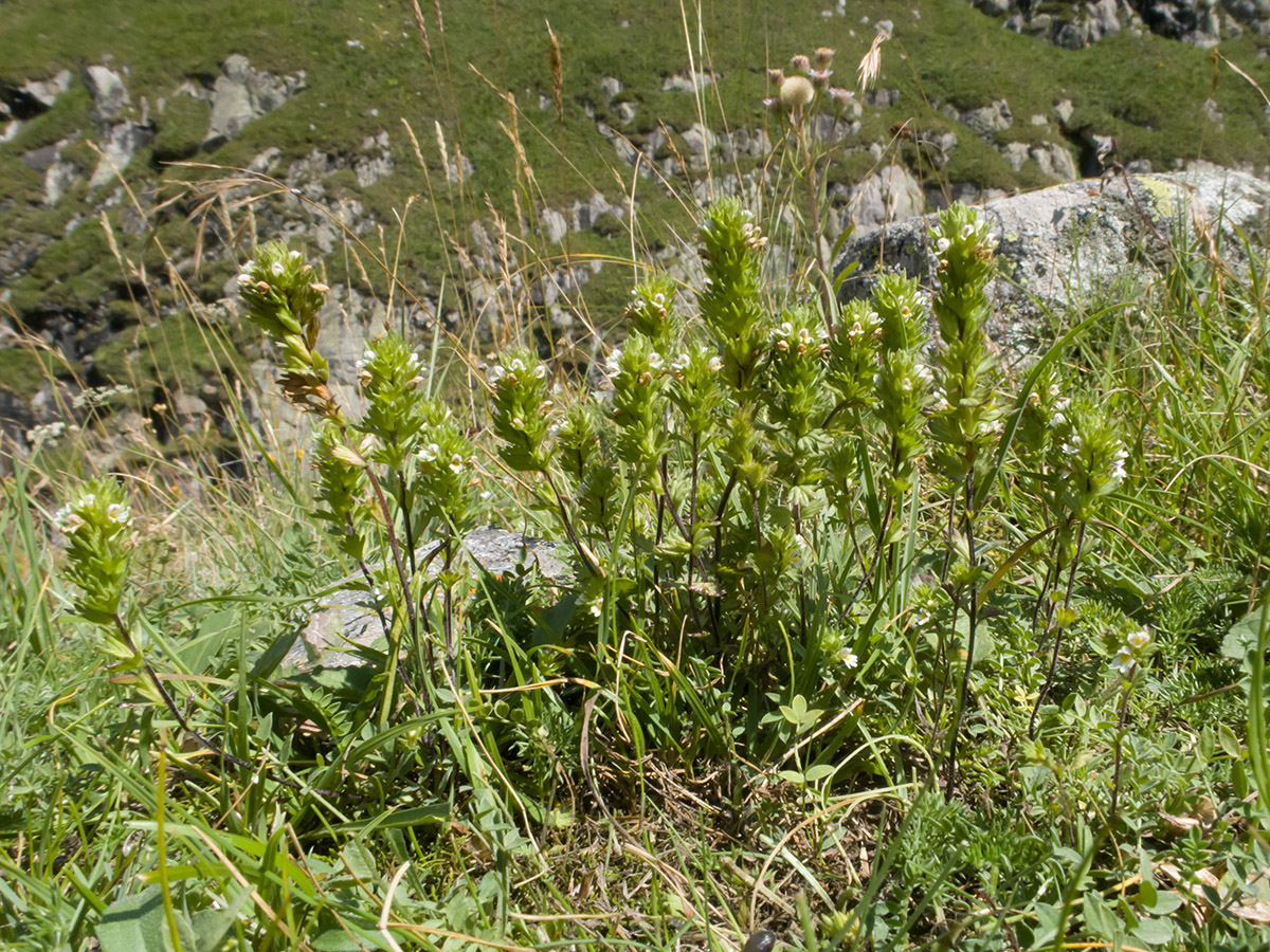 Изображение особи Euphrasia amblyodonta.