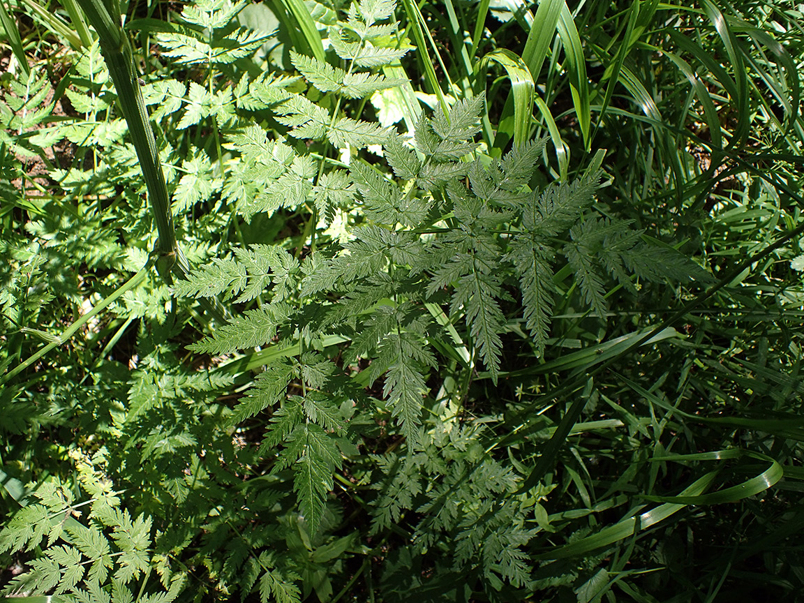 Image of Anthriscus sylvestris specimen.