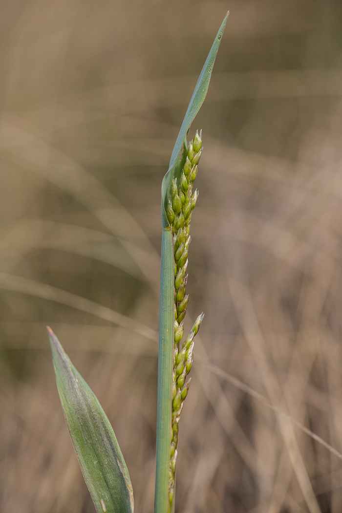 Image of Hierochloe repens specimen.