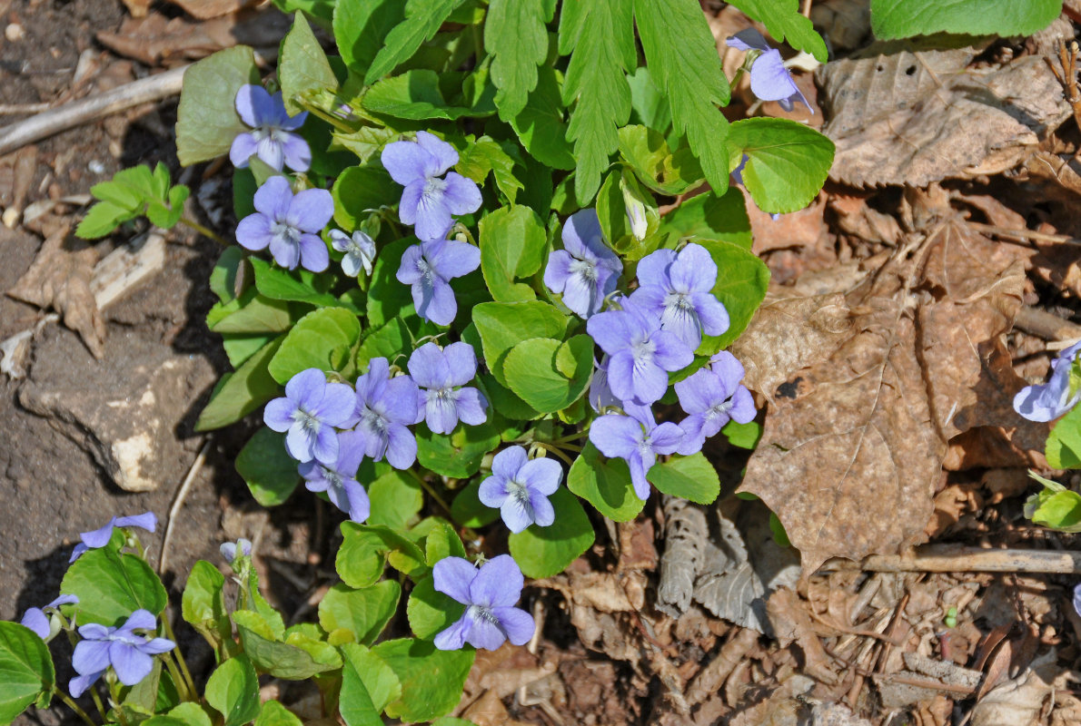 Image of genus Viola specimen.