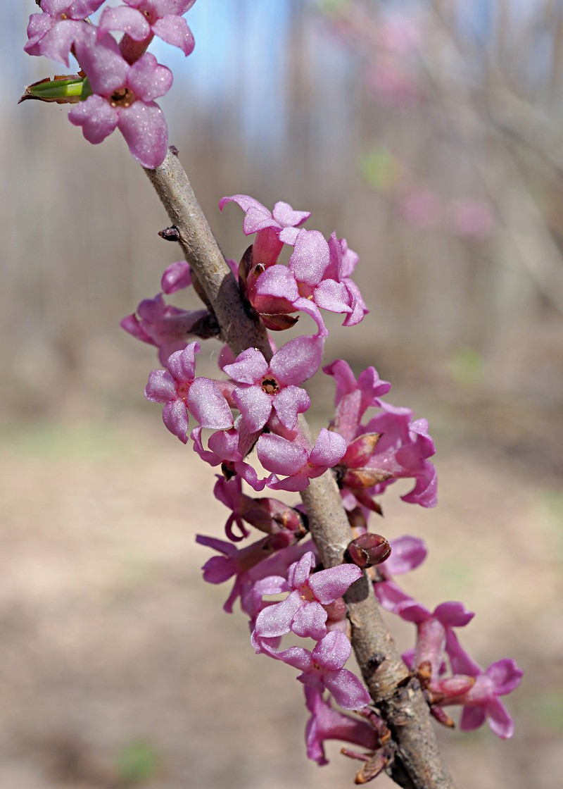 Изображение особи Daphne mezereum.