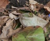 Asarum europaeum