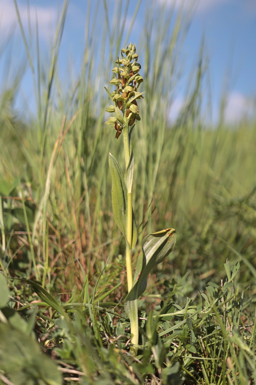 Image of Dactylorhiza viridis specimen.