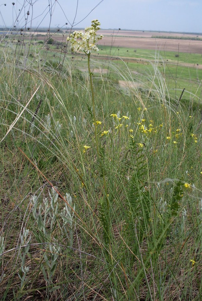 Image of Filipendula vulgaris specimen.