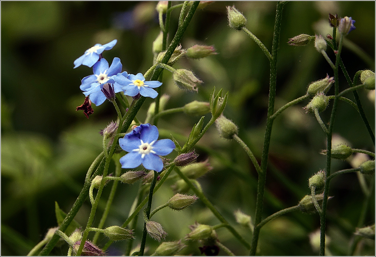 Image of Myosotis sylvatica specimen.