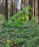 Polygonatum multiflorum