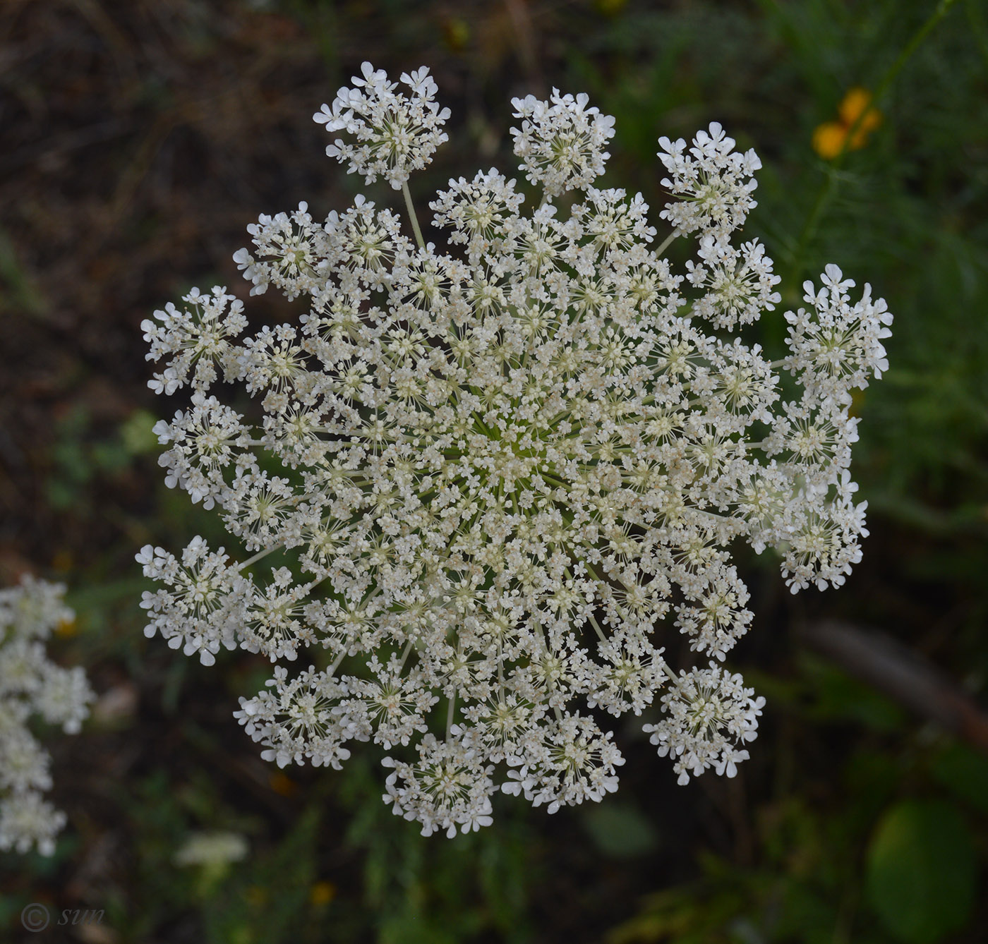 Image of Daucus carota specimen.