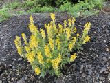 Corydalis speciosa