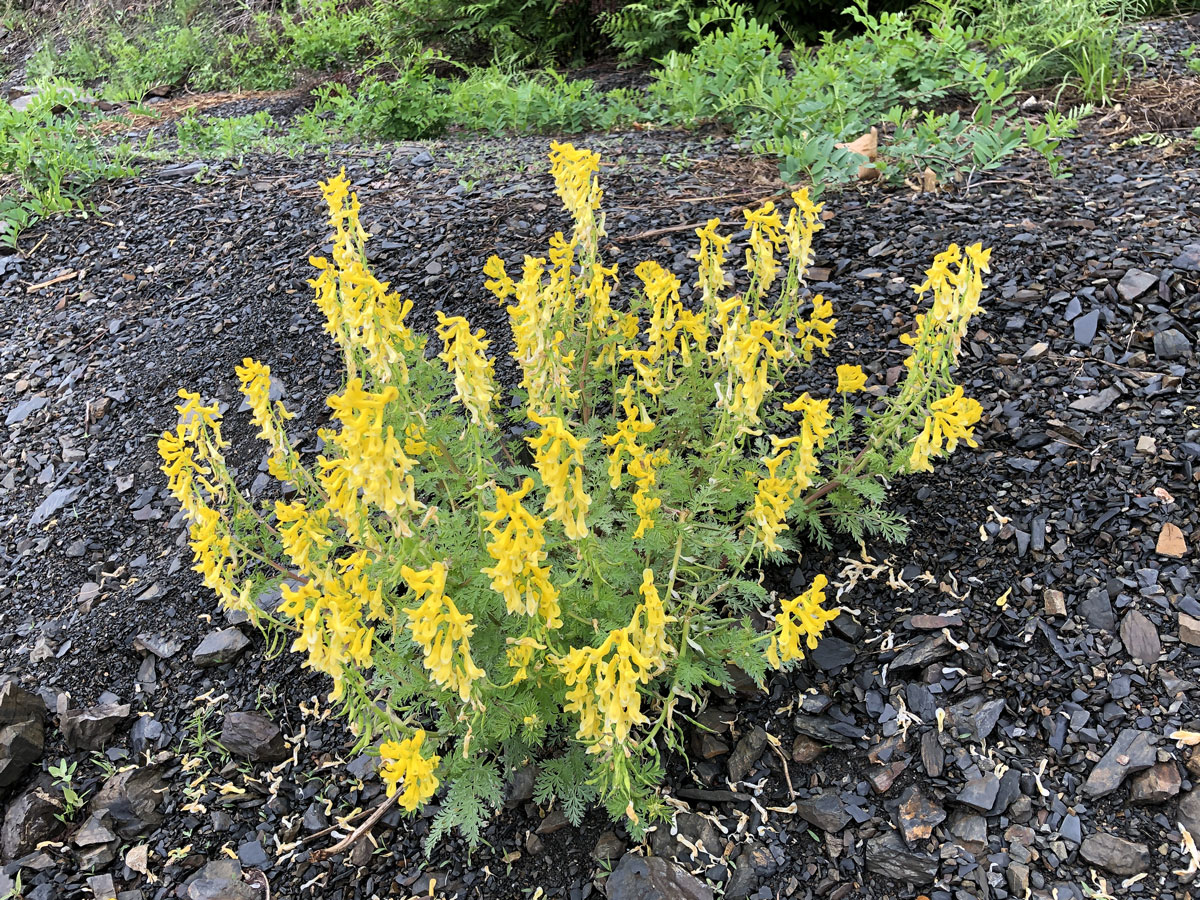 Изображение особи Corydalis speciosa.