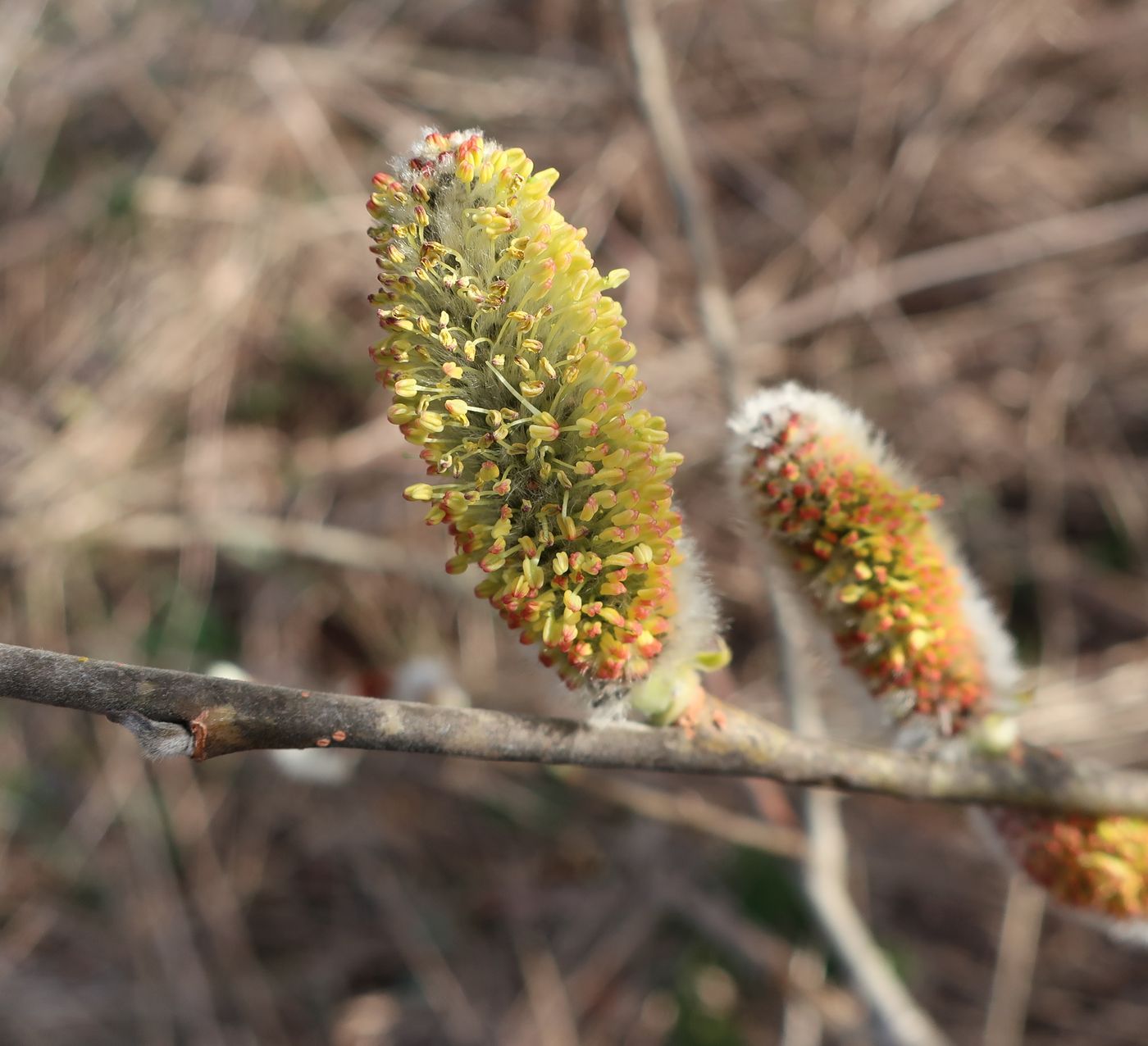 Изображение особи Salix cinerea.